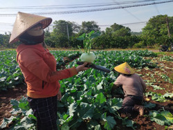 Luân canh – giải pháp hạn chế rủi ro rớt giá vụ rau Tết