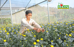 Các nhà vườn tăng cường chăm sóc hoa phục vụ thị trường Tết