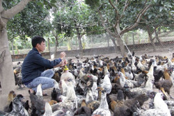 HTX nông nghiệp mở rộng thị trường từ lợi thế địa phương