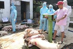 Khu vực Tây Nguyên được ưu tiên hỗ trợ thiệt hại dịch tả heo châu Phi