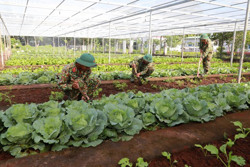 "Trang trại tươi xanh" của lính