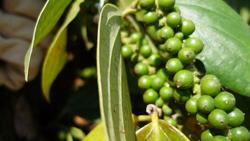 Giá tiêu hôm nay 5/1: Giảm nhẹ ở Gia Lai