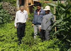 Đẩy mạnh phát triển mô hình cải tạo vườn tạp ở Krông Pắc