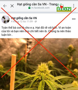 Mua bán, trồng cây cần sa bị sa lưới pháp luật