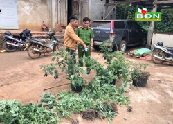 Phát hiện, bắt giữ một vụ trồng cần sa trái phép tại xã Nâm N'jang
