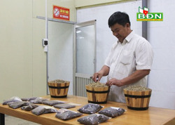 Một người trăn trở với cà phê Đắk Nông