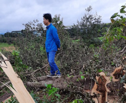 Cây xanh trong Khu công nghiệp Hòa Phú tiếp tục bị chặt phá