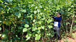 Triển vọng nghề nuôi tằm ở Cư Amung