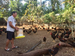 Hiệu quả từ nuôi gà Minh Dư thả vườn