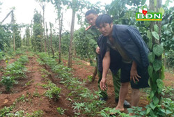 Khởi tố, bắt giữ các đối tượng trồng cây cần sa ở Đắk Glong