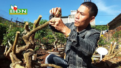 Chàng trai trẻ với đam mê tạo hoa ngũ sắc bonsai