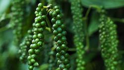 Giá tiêu hôm nay 9/1: Tín hiệu mừng cho giá tiêu 2021