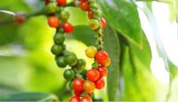 Giá tiêu hôm nay 1/10: Kỳ vọng cán mốc 85.000 đồng/kg