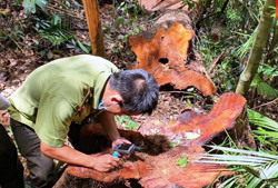 Nhiều khó khăn trong quản lý, bảo vệ rừng