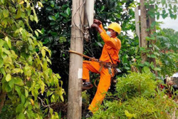 Vận hành an toàn lưới điện trong mùa mưa