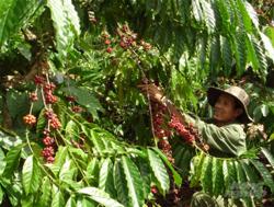 Nan giải tìm lao động thu hoạch cà phê