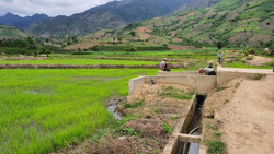 Khấm khá lên nhờ cây lúa nước