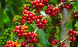 Giá cà phê hôm nay 12/10: Giảm nhẹ 200 - 300 đồng/kg