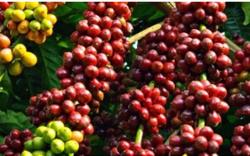 Giá cà phê hôm nay 13/10: Tăng mạnh 500 - 600 đ/kg.