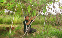 Những cựu chiến binh làm kinh tế giỏi