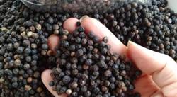 Giá tiêu hôm nay 14/10: Tăng mạnh, cán mốc 89.000 đ/kg