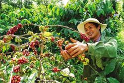 Giá cà phê hôm nay 14/10: Giảm nhẹ vì nỗi lo lạm phát