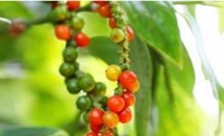 Giá tiêu hôm nay 16/10: Duy trì ở mức cao