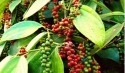 Giá tiêu hôm nay 18/10: Tiếp tục xu hướng đi ngang