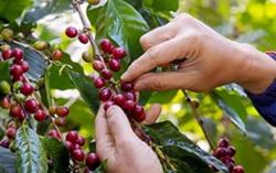 Giá cà phê hôm nay 19/10: Thị trường giảm nhẹ