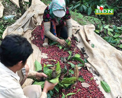 Cà phê đến vụ nhưng thiếu người hái