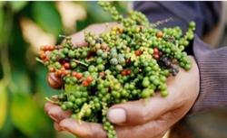 Giá tiêu hôm nay 19/10: Giảm nhẹ ở vài nơi