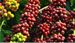 Giá cà phê hôm nay 2/10: Tăng nóng tới 700 đồng/kg