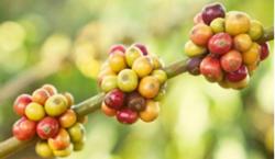 Giá cà phê hôm nay 20/10: Thị trường hồi phục nhẹ