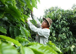 Krông Năng phát triển cà phê cảnh quan bền vững