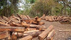 Đắk Lắk: Khởi tố vụ án liên quan đến số gỗ trái phép tập kết tại Trung tâm bảo tồn voi