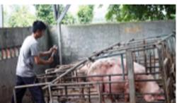 Thị xã Buôn Hồ: Xuất hiện dịch bệnh Viêm da nổi cục trên trâu, bò và dịch tả lợn Châu Phi