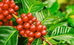 Giá cà phê hôm nay 21/10: Tiếp đà tăng nhẹ