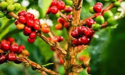 Giá cà phê hôm nay 22/10: Phiên thứ 3 tăng nhẹ