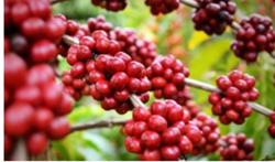 Giá cà phê hôm nay 23/10: Tăng thêm 200 - 300 đ/kg