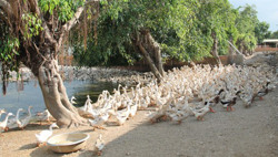 Triển khai đồng bộ các giải pháp phòng, chống bệnh gia súc, gia cầm