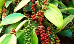 Giá tiêu hôm nay 25/10: Tuần này giá tiêu dự báo tăng