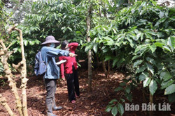 Khoảng 134 ha đất thuộc diện thu hồi thực hiện công trình đường tránh phía Đông TP. Buôn Ma Thuột