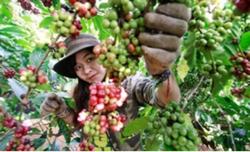 Giá cà phê hôm nay 25/10: Dự báo đạt đỉnh vào cuối năm