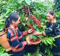 Xây dựng các phương án huy động nhân lực thu hái cà phê trong điều kiện dịch COVID-19