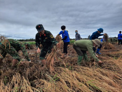 Huyện Ea Súp: Gặt lúa giúp dân sau bão lũ