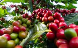 Giá xuất khẩu cà phê lên mức cao nhất trong gần 4 năm