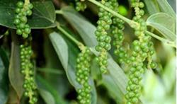 Giá tiêu hôm nay 27/10: Tiếp đà tăng, áp sát ngưỡng 90.000 đ/kg