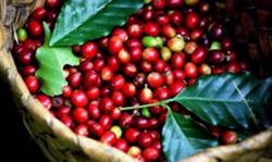Giá cà phê hôm nay 27/10: Tăng nóng tới 1.000 đ/kg