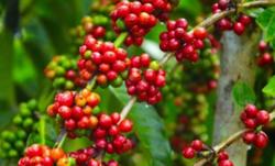 Giá cà phê hôm nay 28/10: Quay đầu giảm mạnh