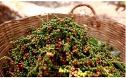 Giá tiêu hôm nay 28/10: Tiếp tục phiên tăng thứ 3